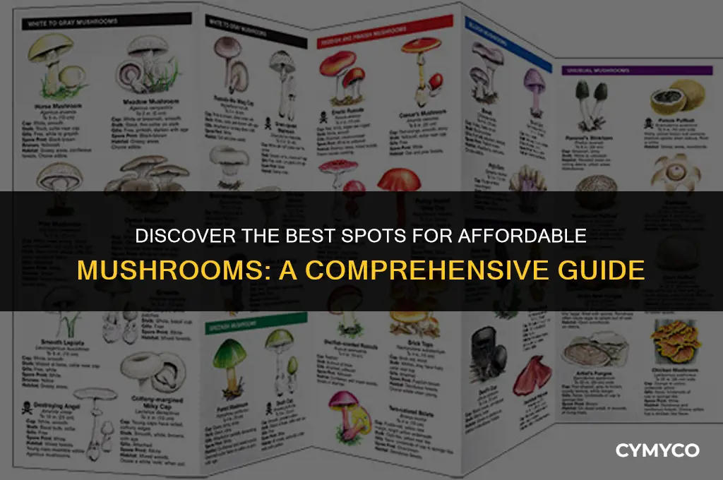 where to buy cheap mushrooms