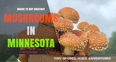 Discover the Best Spots to Buy Chestnut Mushrooms in Minnesota