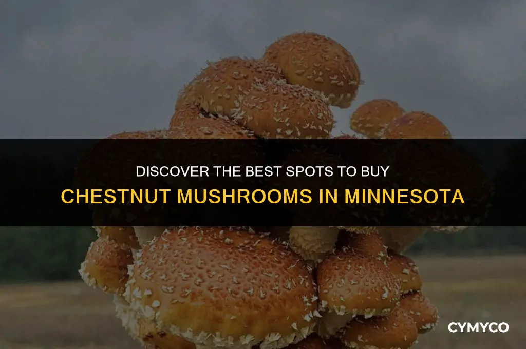 where to buy chestnut mushrooms in minnesota