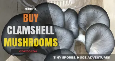 Discover the Best Spots to Purchase Fresh Clamshell Mushrooms