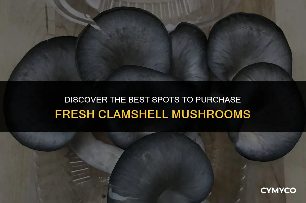 where to buy clamshell mushrooms