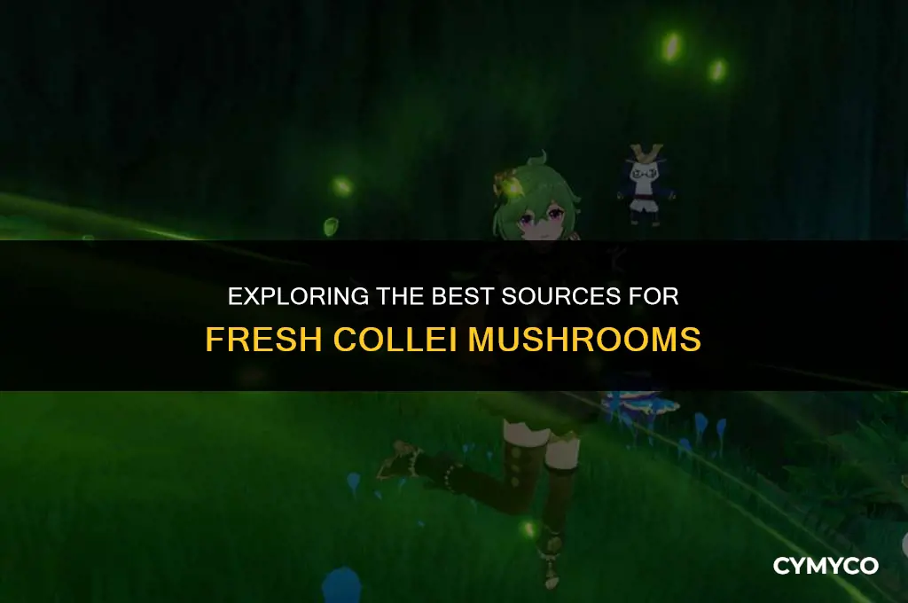 where to buy collei mushrooms