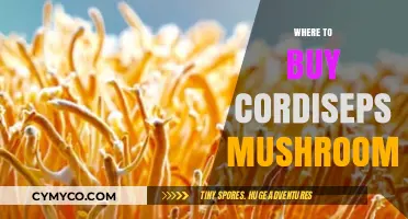 Exploring the Best Sources for Cordyceps Mushrooms: A Comprehensive Guide
