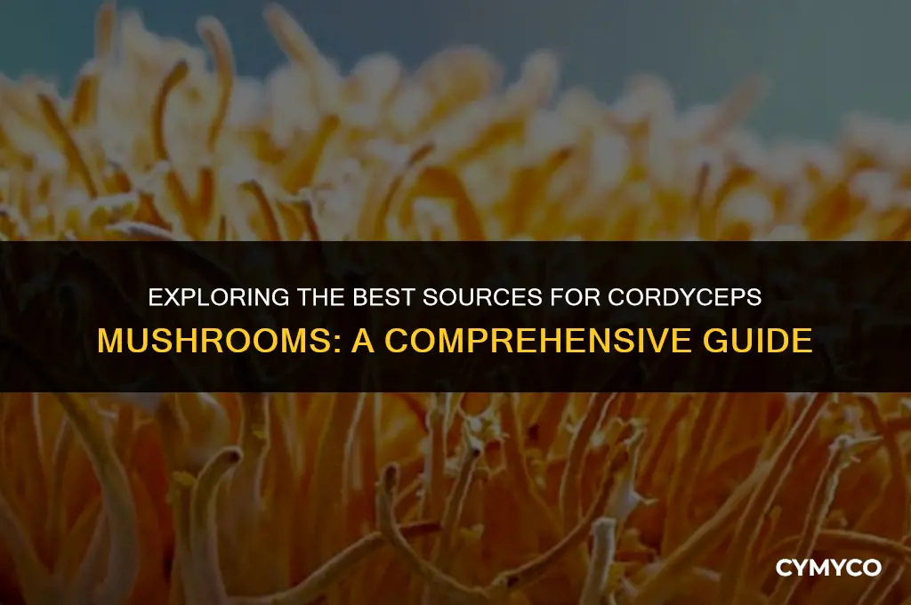 where to buy cordiseps mushrooms