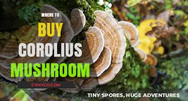 Exploring the Best Sources for Fresh Coriolus Mushrooms