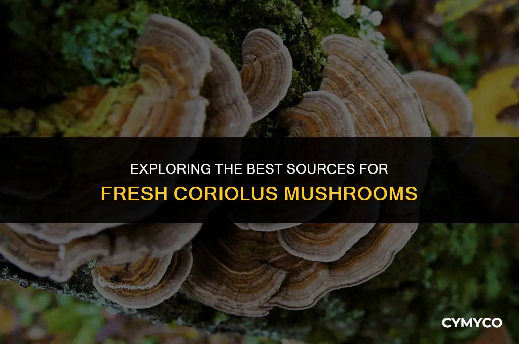 where to buy corolius mushroom