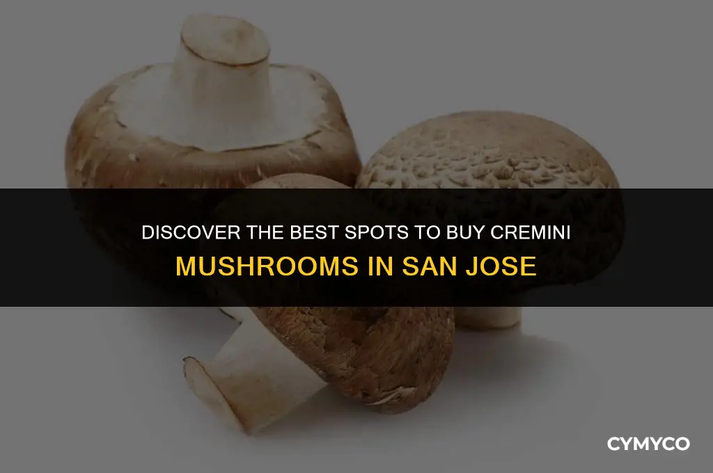 where to buy cremini mushrooms in san jose