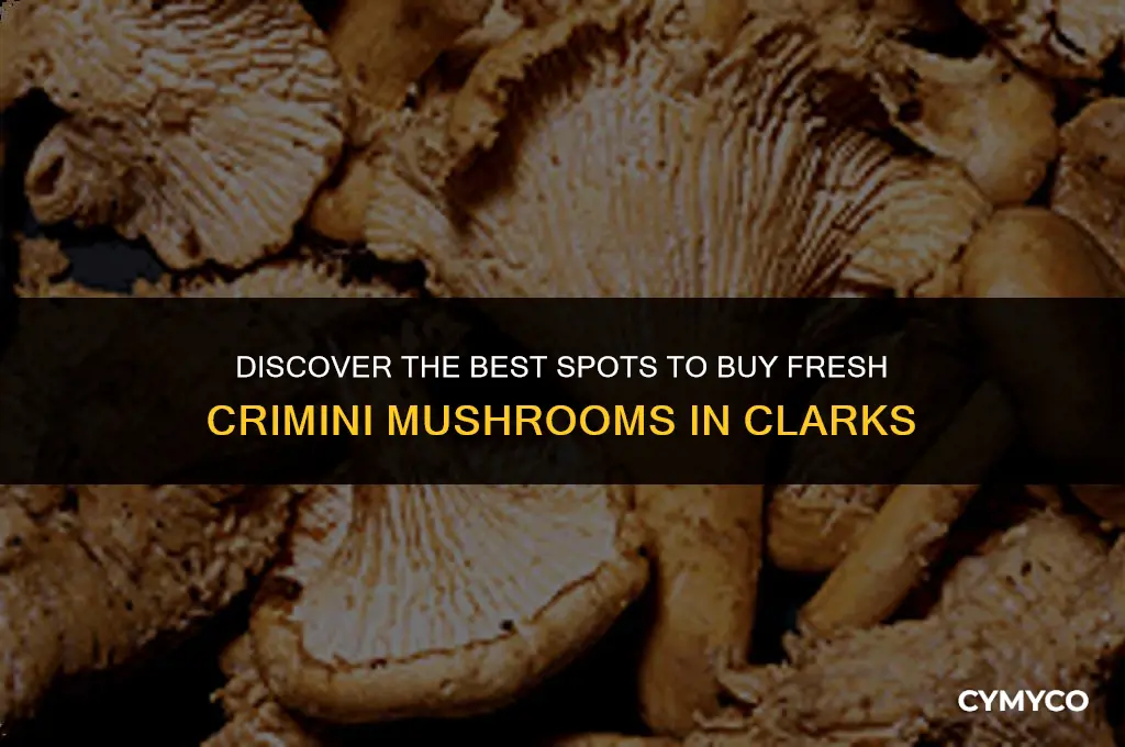 where to buy crimini mushrooms clarks