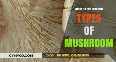 Exploring the Best Sources for a Variety of Mushrooms