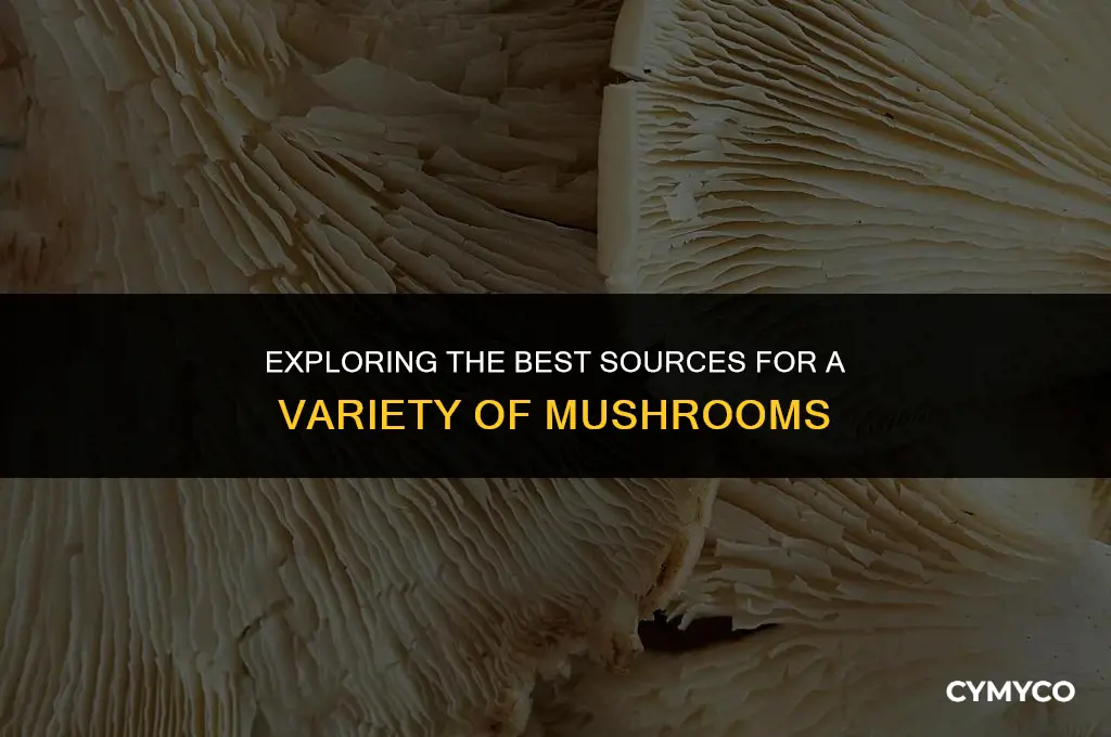 where to buy different types of mushrooms