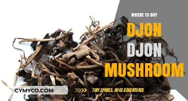 Discover the Best Sources for Djon Djon Mushrooms: A Comprehensive Guide