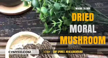 Exploring the Best Sources for Dried Morel Mushrooms: A Comprehensive Guide