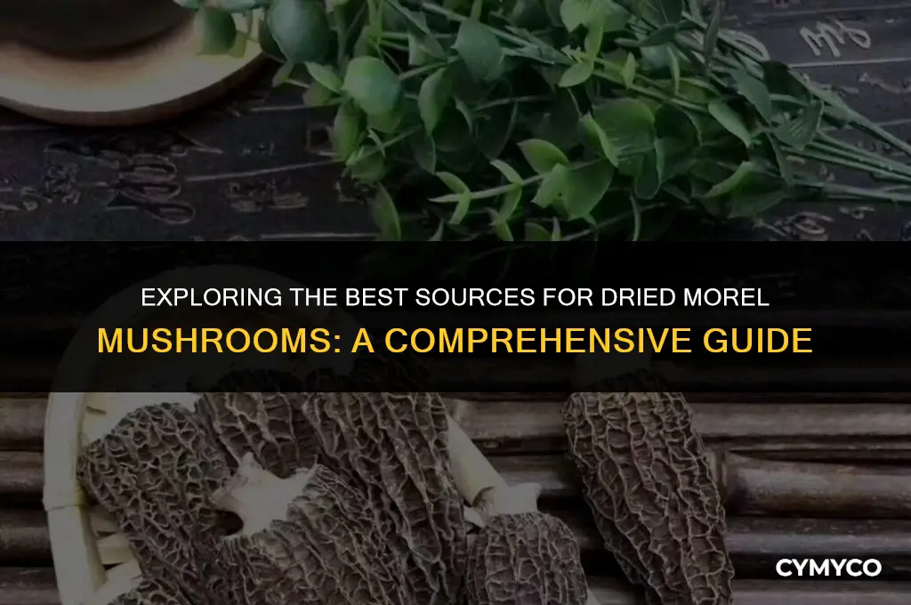 where to buy dried moral mushrooms
