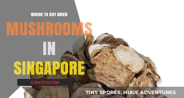 Exploring Singapore's Best Spots for Dried Mushrooms: A Comprehensive Guide