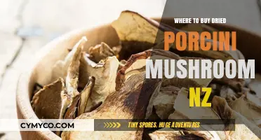 Exploring New Zealand's Best Spots for Dried Porcini Mushrooms