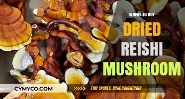 Exploring the Best Sources for Dried Reishi Mushrooms: A Comprehensive Guide