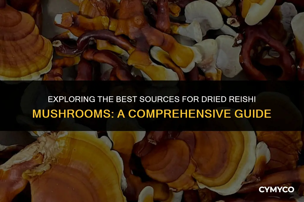 where to buy dried reishi mushroom