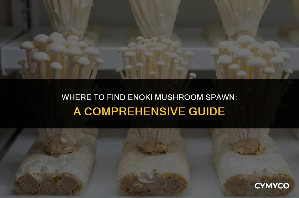 where to buy enoki mushroom spawn