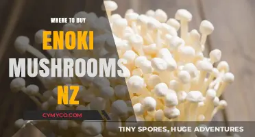 Discover the Best Spots to Buy Enoki Mushrooms in New Zealand