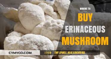 Discover the Best Sources for Erinaceous Mushrooms: A Comprehensive Guide