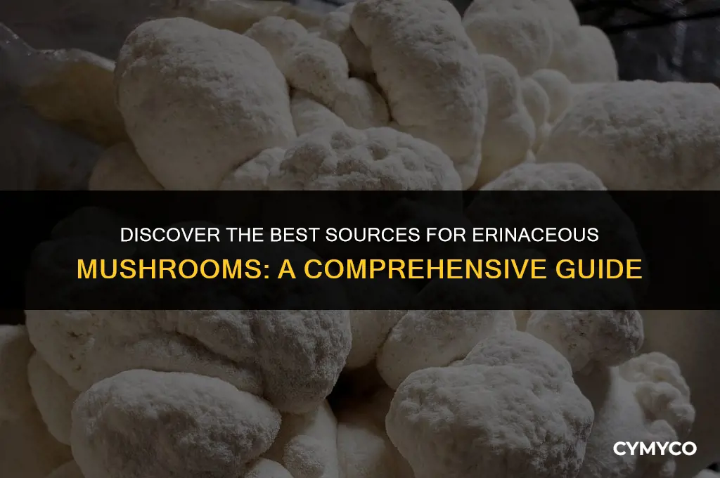 where to buy erinaceous mushroom