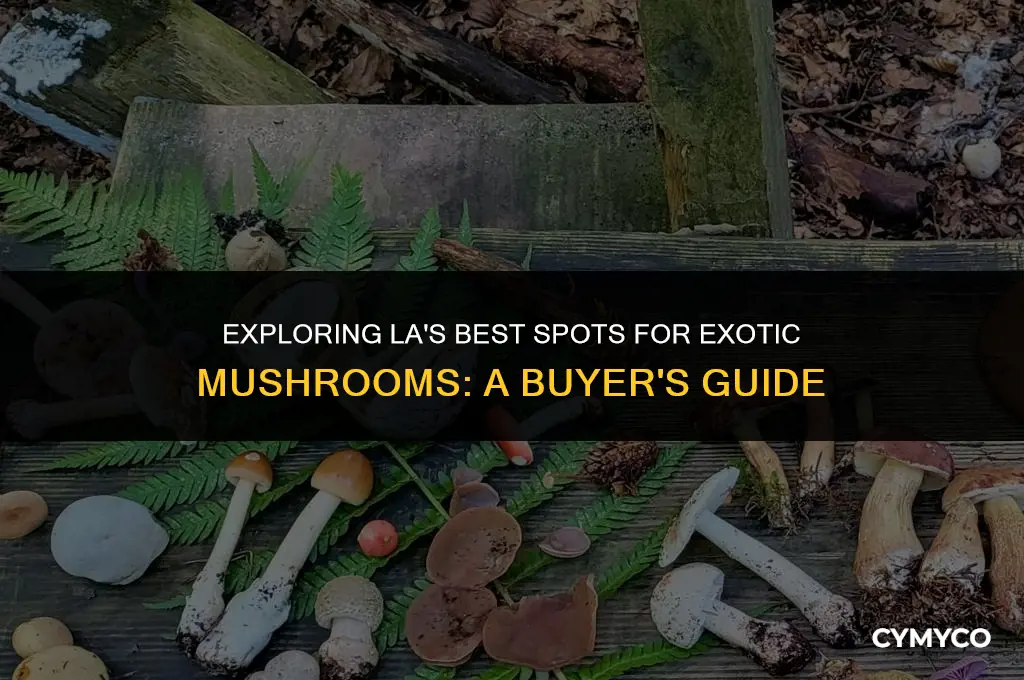 where to buy exotic mushrooms los angeles