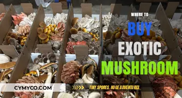 Exploring the Best Sources for Exotic Mushrooms: A Comprehensive Guide