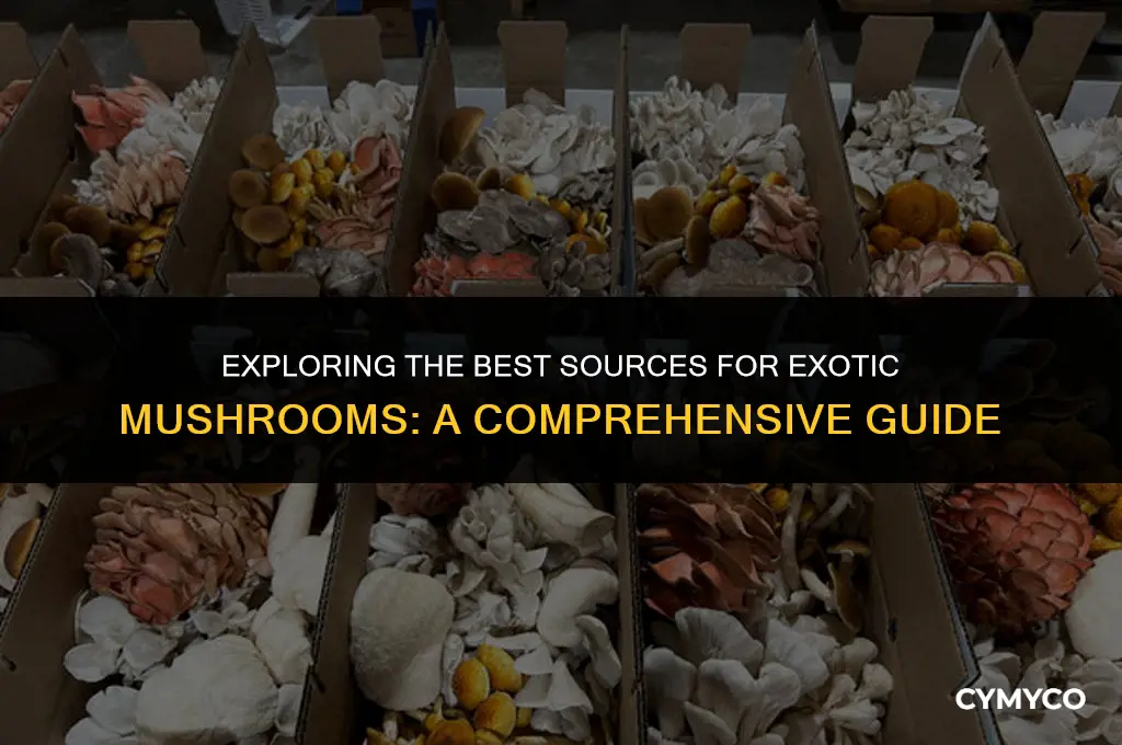 where to buy exotic mushrooms