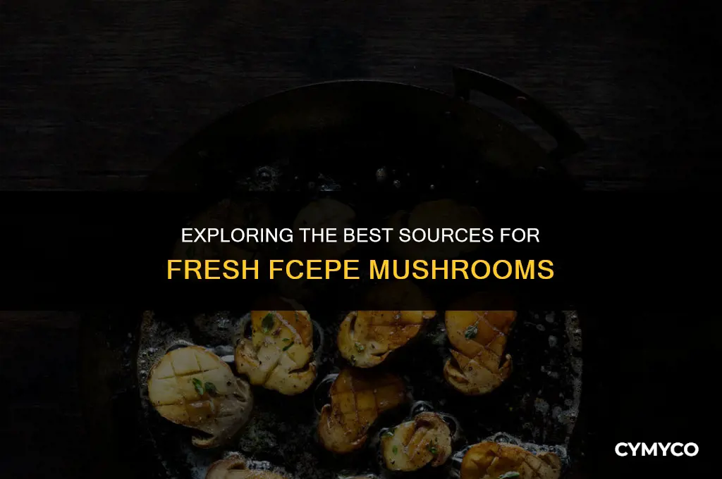 where to buy fcepe mushrooms