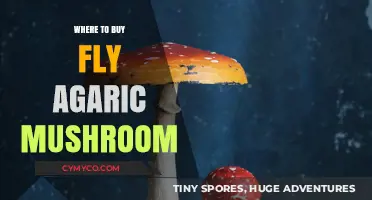 Exploring the Best Sources for Purchasing Fly Agaric Mushrooms
