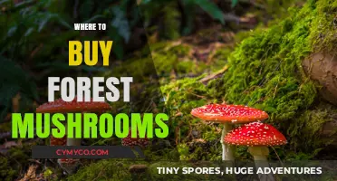 Exploring Nature's Bounty: Your Guide to Sourcing Wild Mushrooms Responsibly