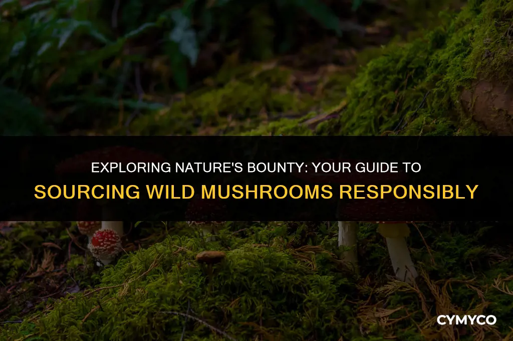 where to buy forest mushrooms