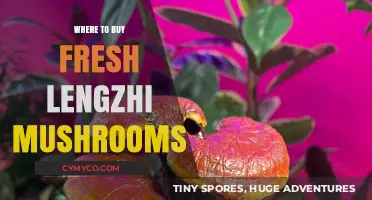 Discover the Best Spots to Buy Fresh Lengzhi Mushrooms Locally and Online