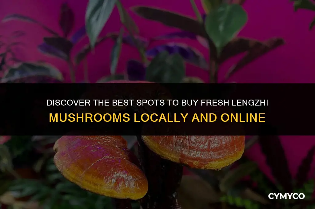 where to buy fresh lengzhi mushrooms