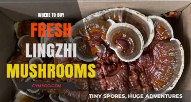 Discover the Best Sources for Fresh Lingzhi Mushrooms Online