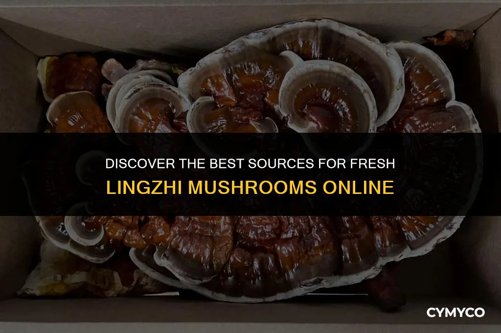 where to buy fresh lingzhi mushrooms