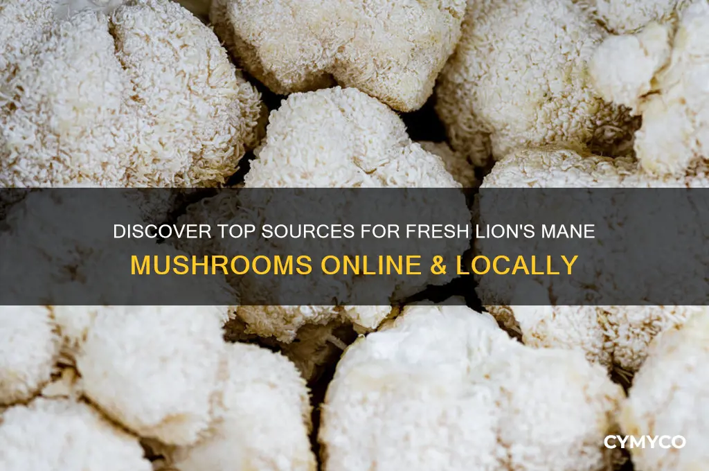 where to buy fresh lion
