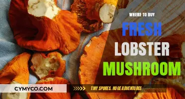 Savor the Freshness: Your Guide to Buying Lobster Mushrooms