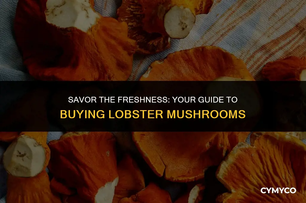 where to buy fresh lobster mushroom