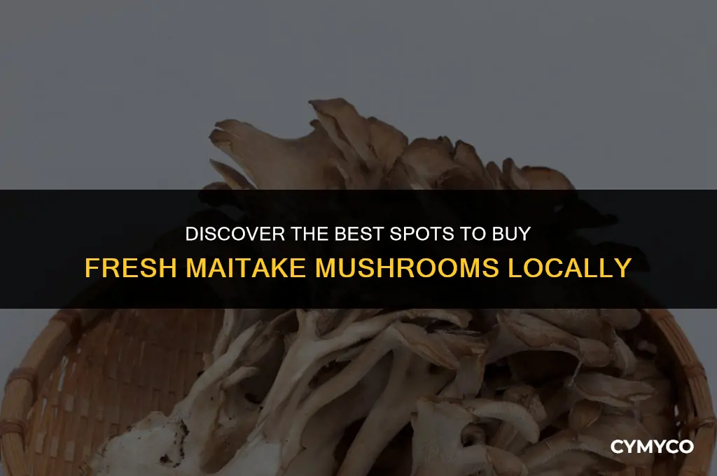 where to buy fresh maitake mushroom