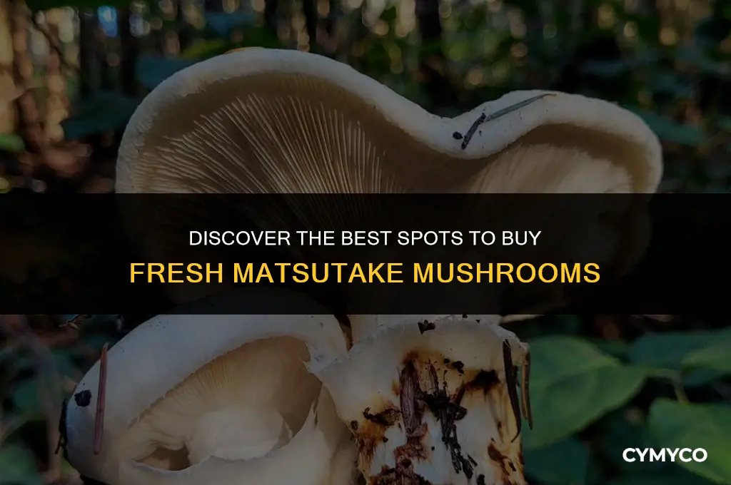 where to buy fresh matsutake mushroom