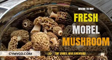 Discover the Best Spots to Buy Fresh Morel Mushrooms Locally