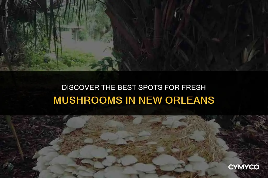 where to buy fresh mushroom in new orleans