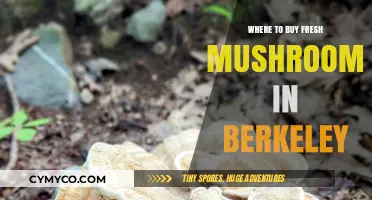 Exploring Berkeley's Best Spots for Fresh, Flavorful Mushrooms