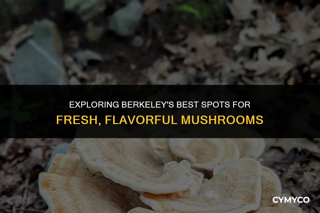 where to buy fresh mushrooms in berkeley