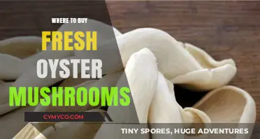 Discover the Best Spots to Buy Fresh Oyster Mushrooms Locally