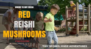 Discover the Best Sources for Fresh Red Reishi Mushrooms