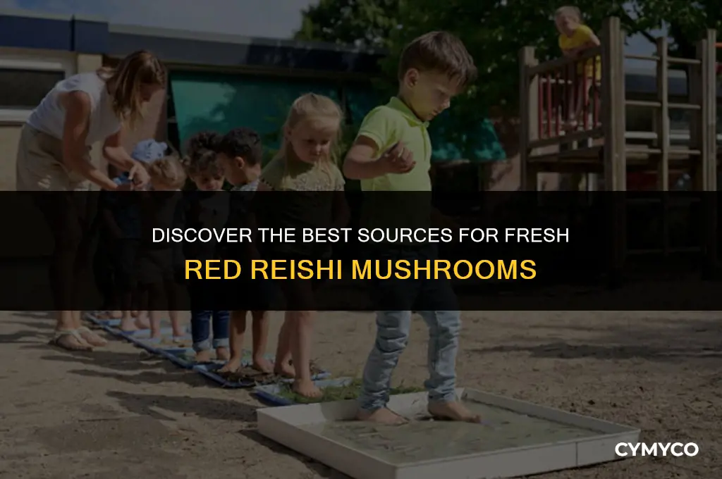 where to buy fresh red reishi mushrooms