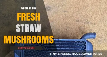 Discover the Best Spots to Buy Fresh Straw Mushrooms Locally