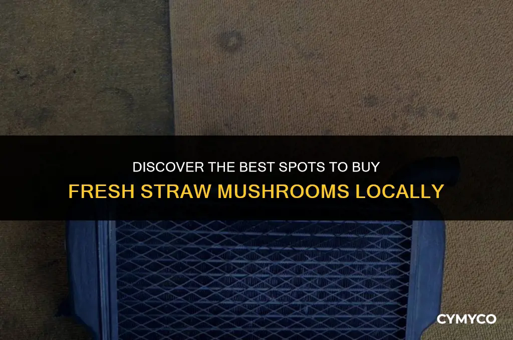 where to buy fresh straw mushrooms